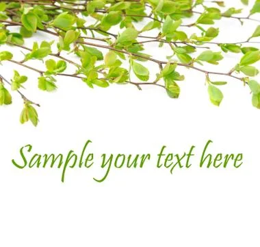 Green leaf Foto stock