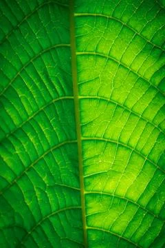 Green leaf Stock Photos