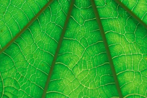 Green leaf Stock Photos