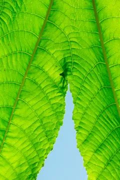 Green leaf Stock Photos
