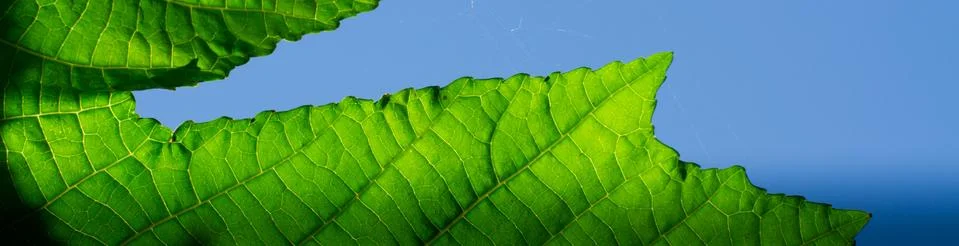 Green leaf Stock Photos
