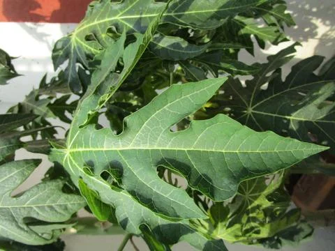 Green leaf Stock Photos