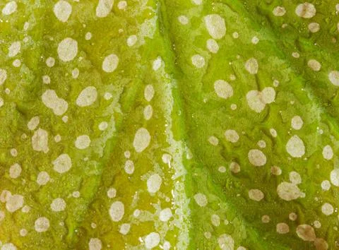 Green leaf Stock Photos
