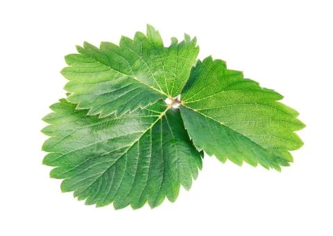 Green leaf Stock Photos