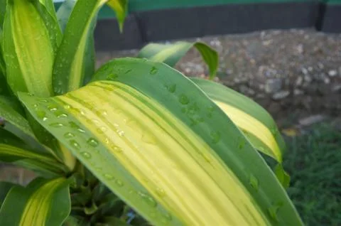 Green leaf Stock Photos