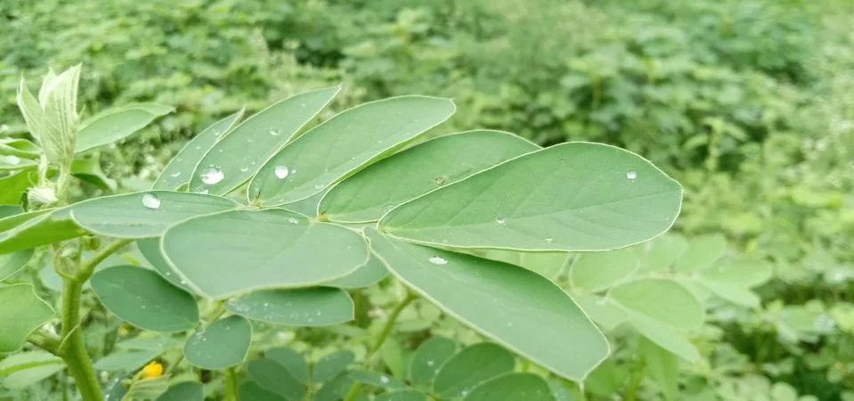 Green leaf 写真素材