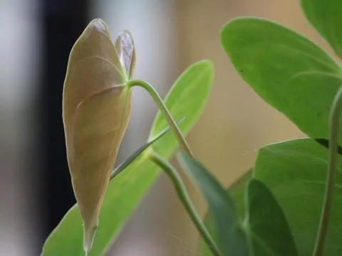 Green Leaf Stock Photos