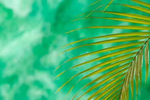 Green leaf Stock Photos