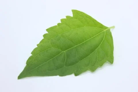 Green leaf Stock Photos