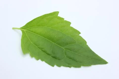 Green leaf Stock Photos
