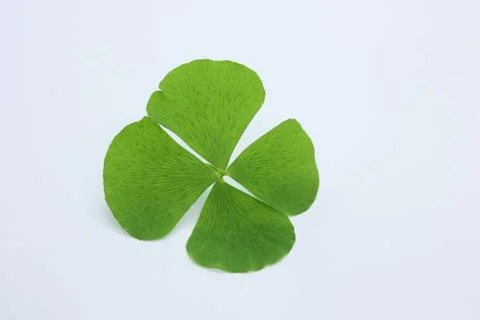 Green leaf Stock Photos