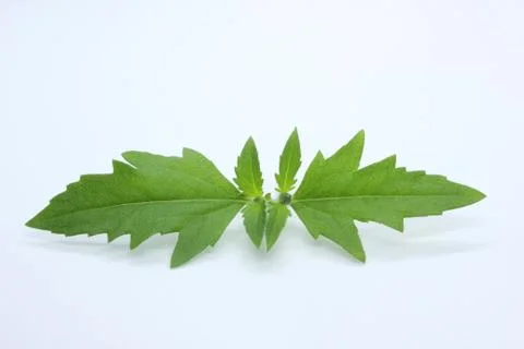 Green leaf Foto stock