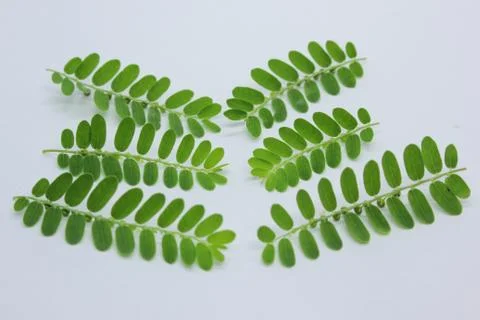 Green leaf Stock Photos