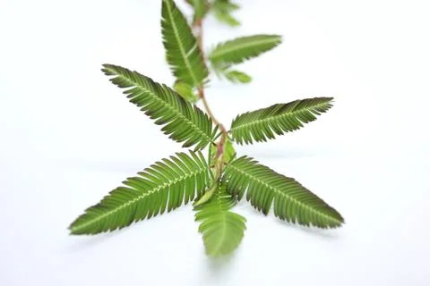 Green leaf Stock Photos