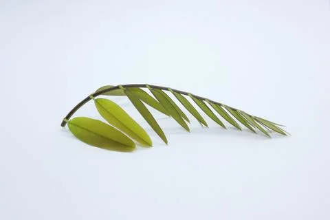 Green leaf Stock Photos