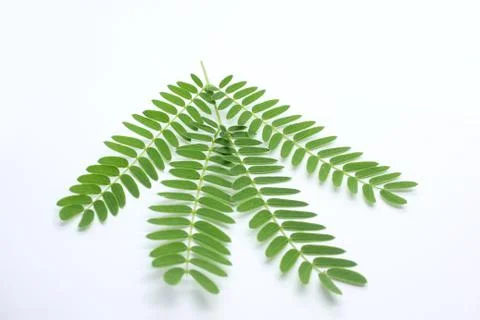 Green leaf Stock Photos
