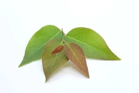 Green leaf Stock Photos