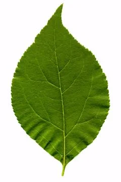 Green leaf Stock Photos