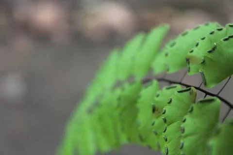 Green leaf Stock Photos
