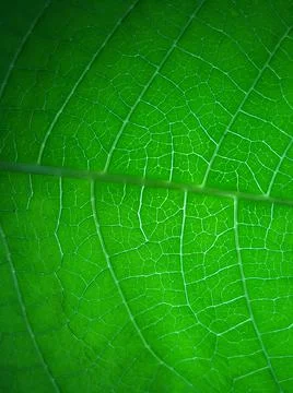 Green leaf Stock Photos