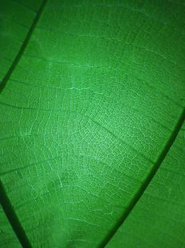 Green leaf Stock Photos