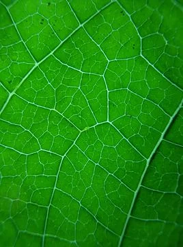 Green leaf Stock Photos