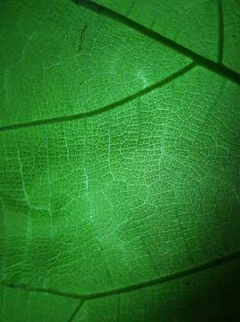 Green leaf Stock Photos