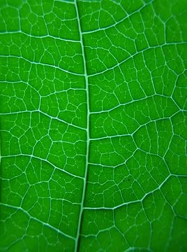 Green leaf Stock Photos