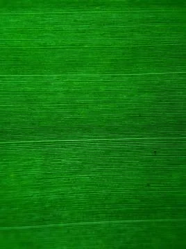 Green leaf Stock Photos