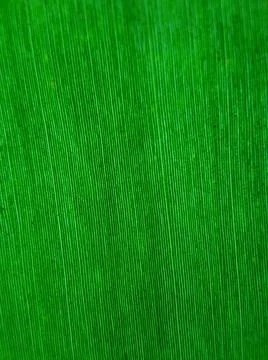 Green leaf Stock Photos