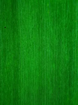 Green leaf Stock Photos