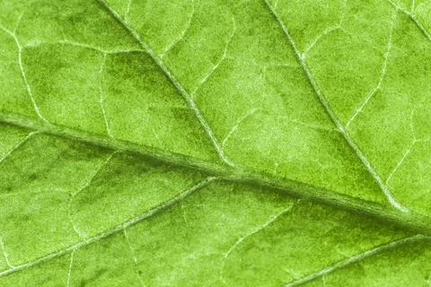 Green leaf Stock Photos