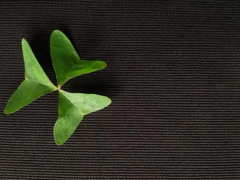 Green leaf Stock Photos