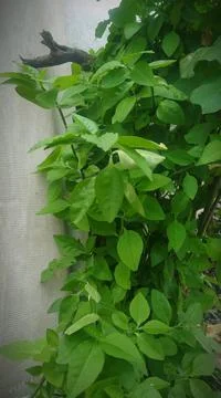 Green leaf Stock Photos