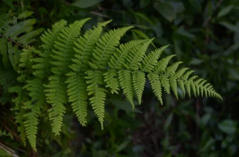 Green leaf Stock Photos
