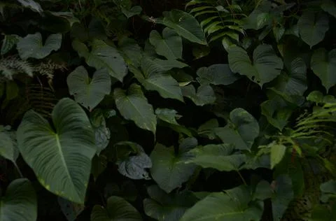 Green leaf Stock Photos