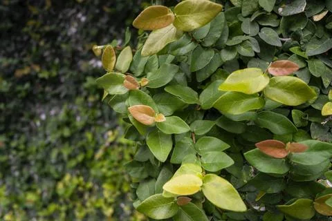 Green leaf Stock Photos