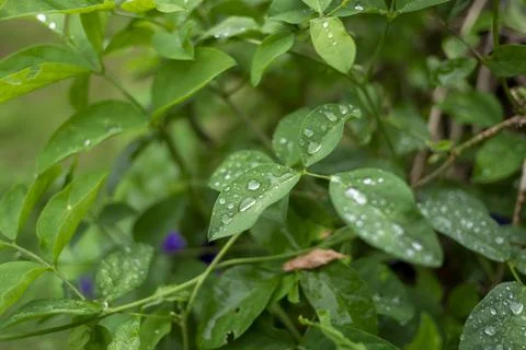 Green leaf Stock Photos