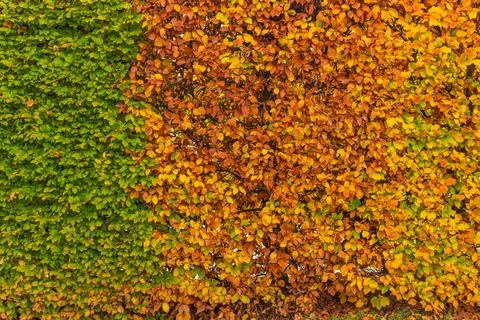 Green leaf Stock Photos