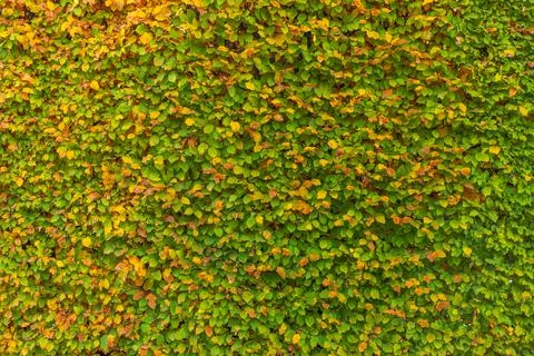 Green leaf Stock Photos