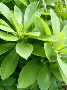 Green leaf Stock Photos