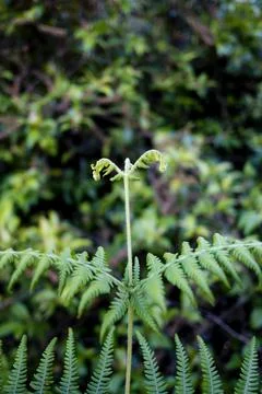 Green leaf Stock Photos