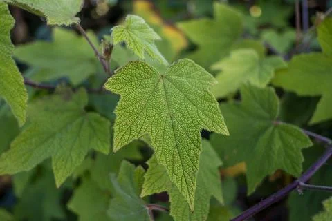 Green leaf Stock Photos