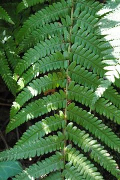 Green leaf Stockfoto's