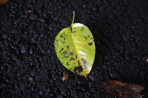 Green Leaf Stock Photos
