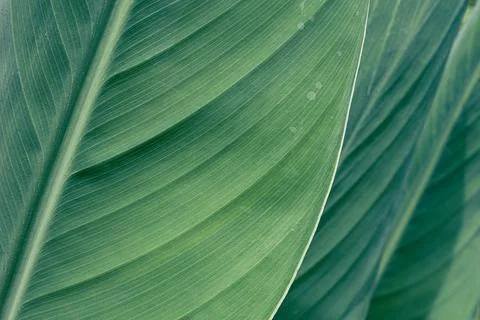 Green leaf Stock Photos