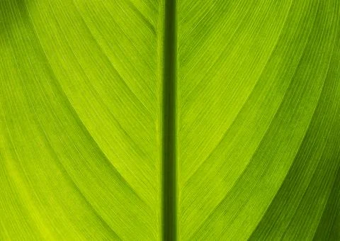 Green leaf Stock Photos