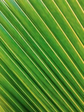 A Green Leaf Fotos Stock