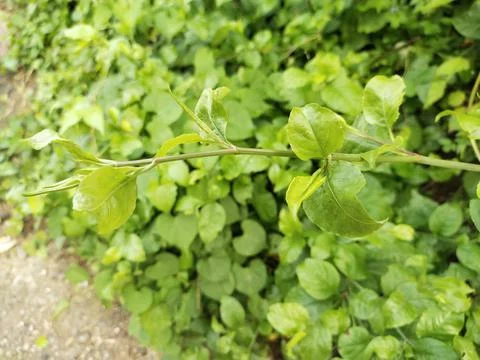 Green leaf Stock Photos