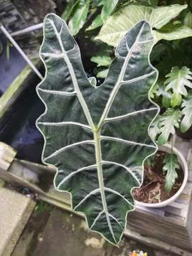 Green leaf Stock Photos